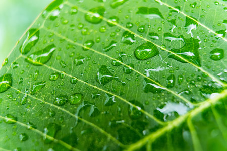 Macro closeup of Beautiful fresh green leaf with drop of water in morning sunlight nature background.の写真素材