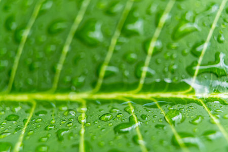 Macro closeup of Beautiful fresh green leaf with drop of water in morning sunlight nature background.の写真素材