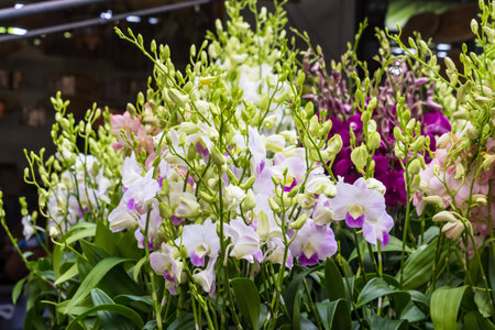 orchid flowers growing outside in tropical asian gardenの写真素材