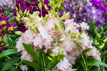 orchid flowers growing outside in tropical asian gardenの写真素材