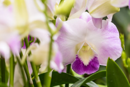 orchid flowers growing outside in tropical asian gardenの写真素材
