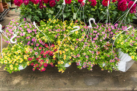 colorful flower garden backgroundの写真素材