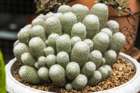 Beautiful cactus in flowerpot with sunlight for background and textureの写真素材