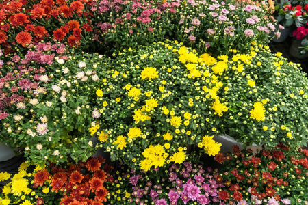 colorful flower garden backgroundの写真素材