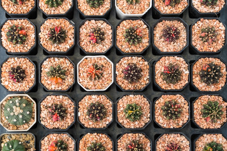 Beautiful cactus in flowerpot with sunlight for background and textureの写真素材