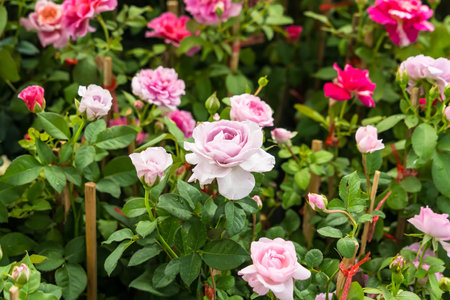 colorful flower garden backgroundの写真素材