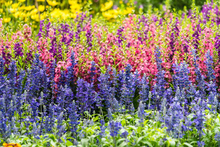 colorful flower garden backgroundの写真素材