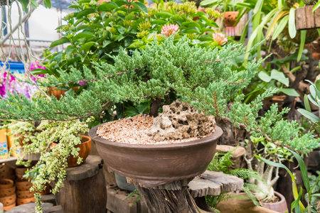 Bonsai tree at the plant market in Thailand.の写真素材