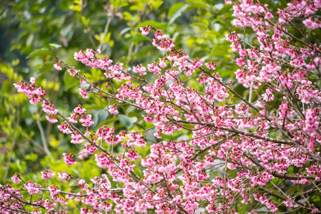 Pink Blossoms in Spring Garden Bloom with Beautyの写真素材