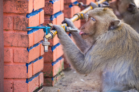Long-tailed monkeys of Lopburi drink water from a faucet on a hot day in Thailand.Many monkeys...
