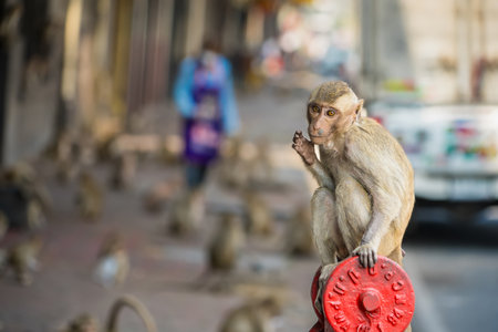 Many wild monkeys are causing a lot of problems in Lopburi City, both attacking tourists and destroying things around Lopburi City.の写真素材
