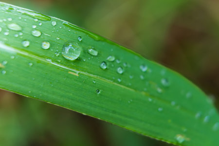 Raindrops on the green grass leaf in morning, soft focusの写真素材