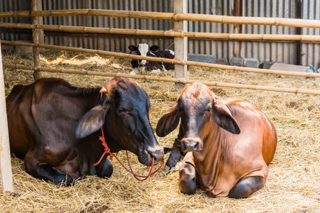 Cow farm agriculture in thailand.の写真素材