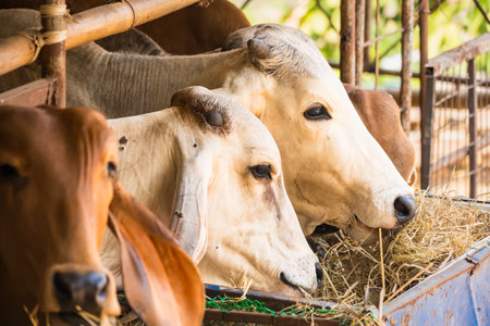 Cows are eating grass in the paddock.の写真素材