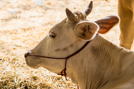 Cow farm agriculture in thailand.の写真素材