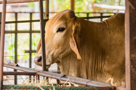 Cow farm agriculture in thailand.の写真素材
