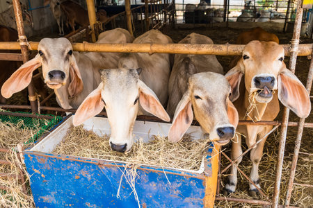 Cows are eating grass in the paddock.の写真素材