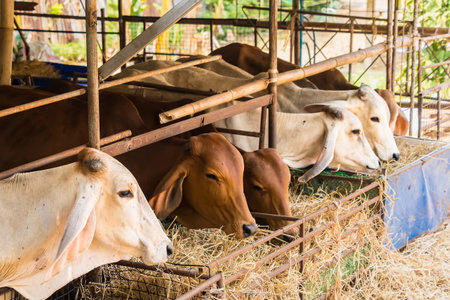 Cows are eating grass in the paddock.の写真素材