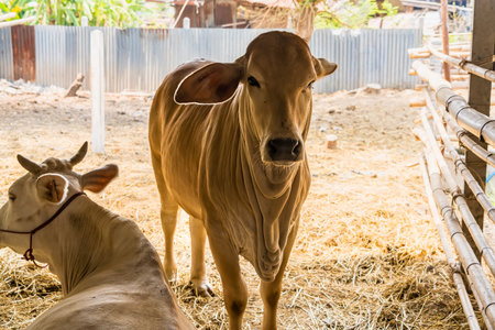 Cow farm agriculture in thailand.の写真素材