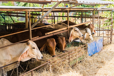 Cows are eating grass in the paddock.の写真素材