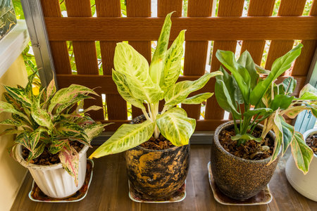 Beautiful green air purifying plants in pots grown in pots for home decorationの写真素材
