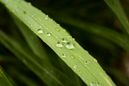 Raindrops on the green grass leaf in morning, soft focusの写真素材
