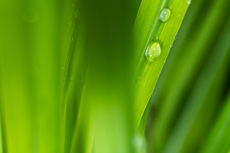 Raindrops on leaves after rain