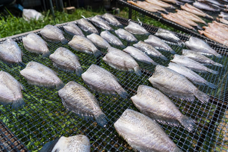 Stack of dried fish on a netの写真素材