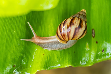 Close-up of a snail on a green leafの写真素材