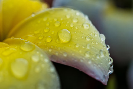Raindrops on a frangipani flower after the rainの写真素材