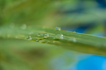 This captivating image showcases a close-up of a lemongrass blade adorned with glistening dewdrops. The vibrant green hue of the leaf contrasts beautifully with the crystal-clear water droplets, creating a mesmerizing scene. The delicate veins in the leaf are accentuated by the sparkling water, adding intricate detail to the composition. The overall effect is one of tranquility and natural beauty.の写真素材