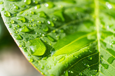 This captivating image showcases a close-up of a vibrant green leaf adorned with shimmering raindrops. The delicate veins in the leaf are highlighted by the glistening water, creating a mesmerizing pattern.の写真素材