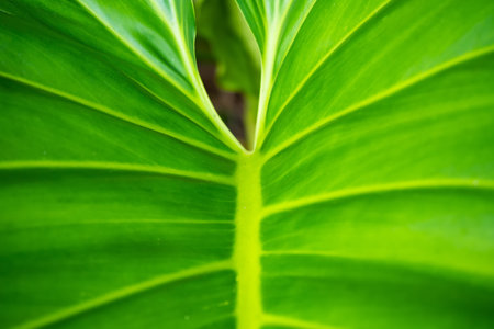 This image captures the intricate details of a large, vibrant green leaf with prominent veins running through it. The leafâs surface is glossy, reflecting light and highlighting its fresh, healthy appearance. Surrounding the central leaf are parts of other leaves,の写真素材