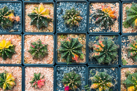Top-down view of a collection of small, vibrant cacti in individual square pots. Each cactus...