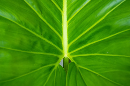 This image captures the intricate details of a large, vibrant green leaf with prominent veins...
