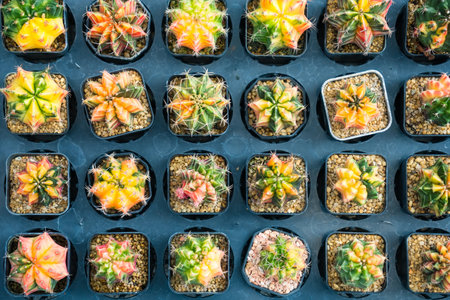 Top-down view of a collection of small, vibrant cacti in individual square pots. Each cactus displays a variety of bright colors, from yellow and orange to shades of green.の写真素材