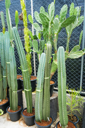 Different types of cacti in pots, showcasing their unique characteristics.の写真素材