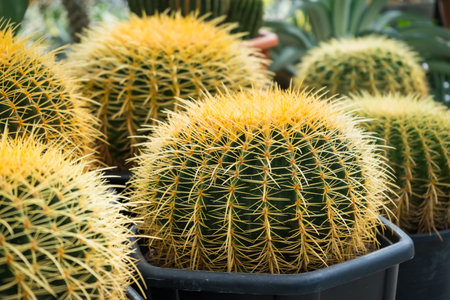 A vibrant image of a group of golden barrel cacti growing together in a pot, perfect for nature and plant enthusiasts.の写真素材