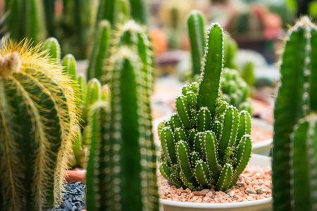A vibrant image of a group of golden barrel cacti growing together in a pot, perfect for nature and plant enthusiasts.の写真素材