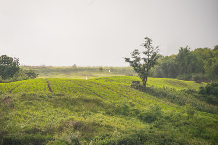Rolling green terraces in the countryside, surrounded by dense forest and bathed in soft sunlight.の写真素材
