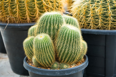 A vibrant image of a group of golden barrel cacti growing together in a pot, perfect for nature and plant enthusiasts.の写真素材
