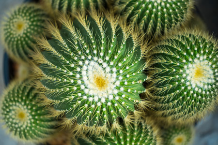 A vibrant image of a group of golden barrel cacti growing together in a pot, perfect for nature and plant enthusiasts.の写真素材