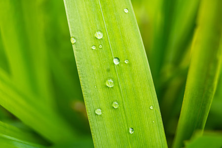 This captivating image showcases a close-up of a lemongrass blade adorned with glistening dewdrops. The vibrant green hue of the leaf contrasts beautifully with the crystal-clear water droplets.の写真素材