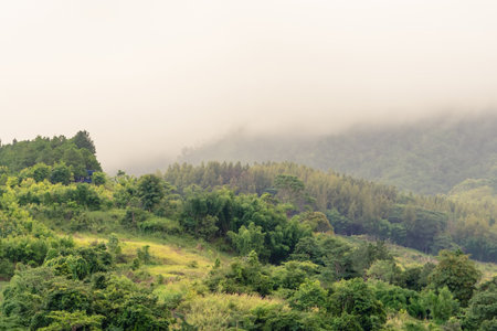 A serene landscape of lush green hills partially covered in morning mist, creating a tranquil and ethereal atmosphere.の写真素材