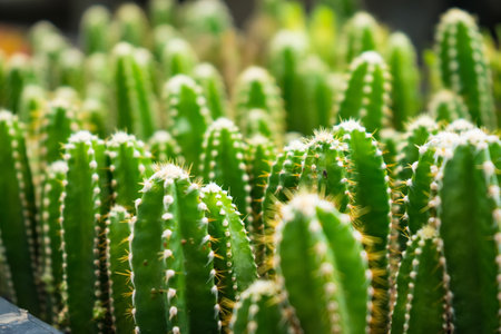 A vibrant image of a group of golden barrel cacti growing together in a pot, perfect for nature and plant enthusiasts.の写真素材