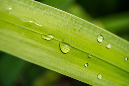 This captivating image showcases a close-up of a lemongrass blade adorned with glistening dewdrops. The vibrant green hue of the leaf contrasts beautifully with the crystal-clear water droplets.の写真素材