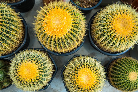 A vibrant image of a group of golden barrel cacti growing together in a pot, perfect for nature and plant enthusiasts.の写真素材