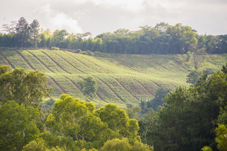Rolling green terraces in the countryside, surrounded by dense forest and bathed in soft sunlight.の写真素材