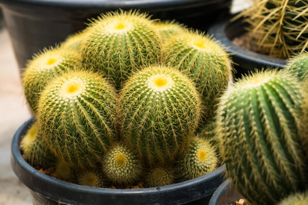 A vibrant image of a group of golden barrel cacti growing together in a pot, perfect for nature and plant enthusiasts.の写真素材