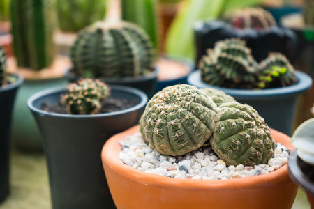 A vibrant image of a group of golden barrel cacti growing together in a pot, perfect for nature and plant enthusiasts.の写真素材